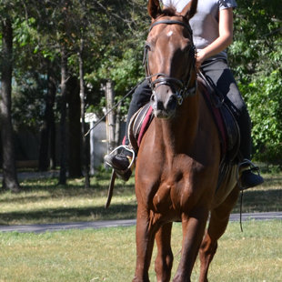 конный спорт Запорожье